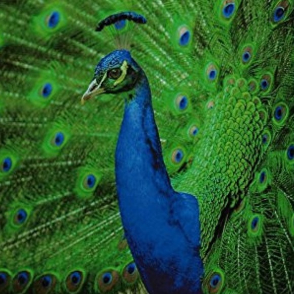 50 10X13 Poly Mailers Royal Peacock PRICE IS FIRM - Picture 8 of 8